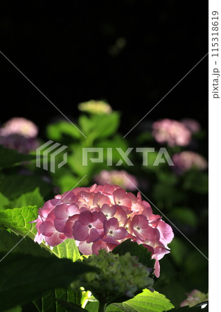 紫陽花 115318619