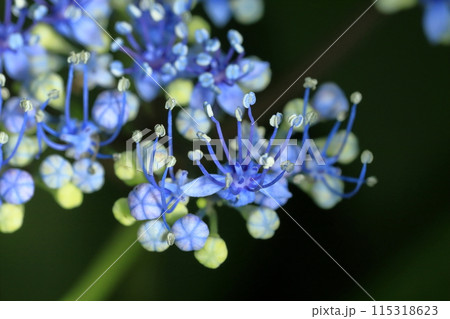 紫陽花 115318623