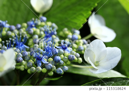 紫陽花 115318624