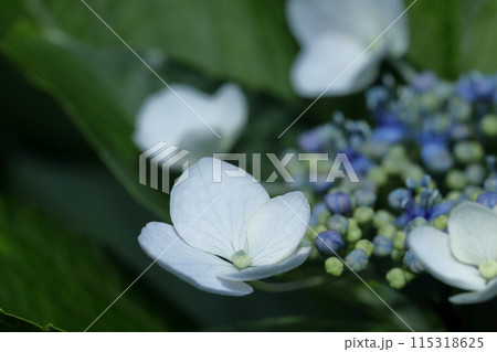 紫陽花 紫陽花 115318625