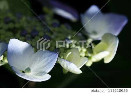 紫陽花 紫陽花 115318626