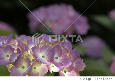 紫陽花 紫陽花 115318627