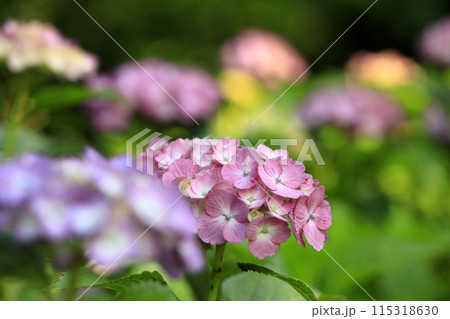 紫陽花 115318630