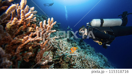 Girl scuba diver diving on tropical reef with blue background and reef fish 115318716