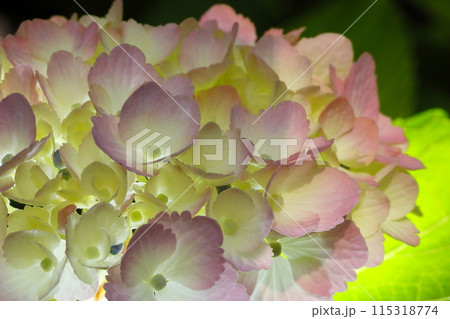 紫陽花 115318774