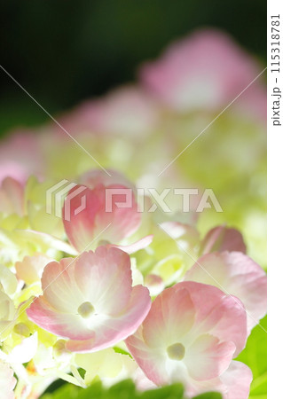 紫陽花 紫陽花 115318781