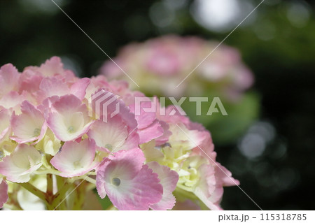 紫陽花 115318785
