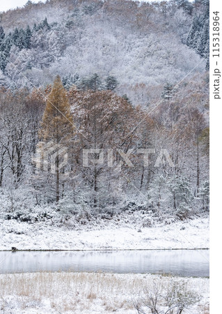 雪化粧したカラマツ林 115318964