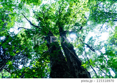 夏の若杉天然林　ミズナラの樹　岡山県英田郡西粟倉村 115318970