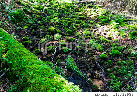 夏の若杉天然林　清流と苔の谷1　岡山県英田郡西粟倉村 115318983