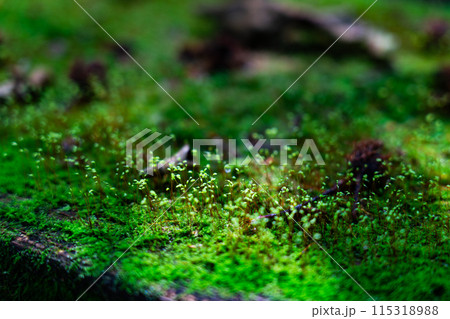 夏の若杉天然林　ベンチに生えたヒョウタンゴケ1　岡山県英田郡西粟倉村 115318988