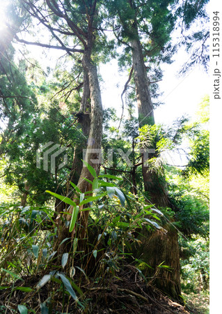 夏の若杉天然林　杉の樹と遊歩道1　岡山県英田郡西粟倉村 115318994