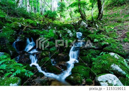 夏の若杉天然林　吉井川源流の渓谷美3　岡山県英田郡西粟倉村 115319011