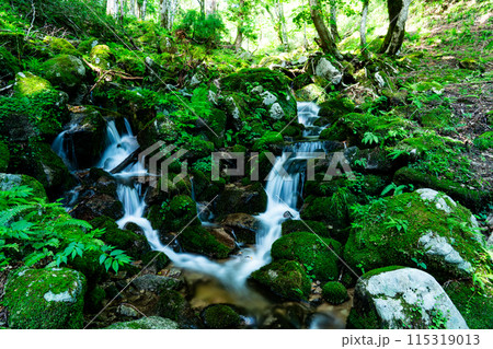 夏の若杉天然林 吉井川源流の渓谷美5 岡山県英田郡西粟倉村 夏の若杉天然林 吉井川源流の渓谷美5 岡山県英田郡西粟倉村 115319013