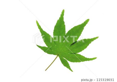 モミジの若葉(バックライトによる透過光) モミジの若葉(バックライトによる透過光) 115319031