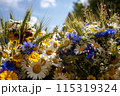 Bouquet of wildflowers in summer. High quality photo. Ligo. Latvia 115319324