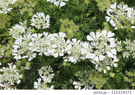 レースのような可愛らしい花オルレア レースのような可愛らしい花オルレア 115319371