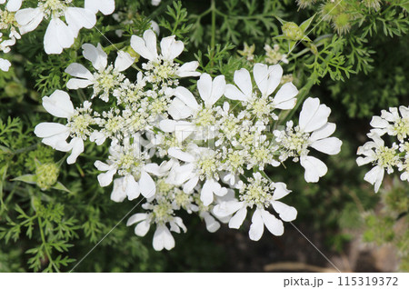 レースのような可愛らしい花オルレア 115319372