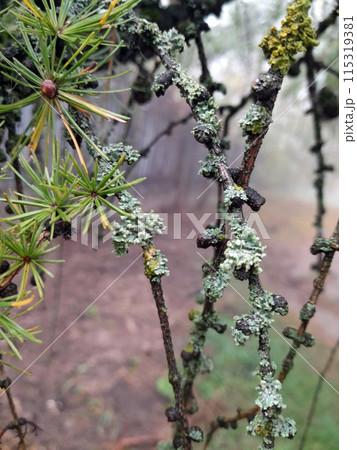Larch tree branch with colorful lichen 115319381
