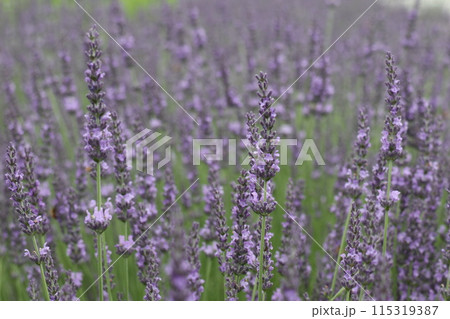 ラベンダー畑のラベンダー 115319387