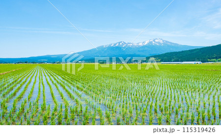 酒田市から望む鳥海山 115319426