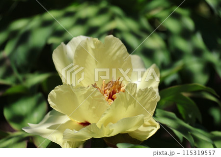 黄色い花びらのカナリーイエローという牡丹の花をアップで撮影した花木の風景 115319557