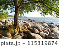 The tree grows to the stones on the Baltic coast. High quality photo 115319874
