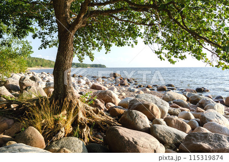 The tree grows to the stones on the Baltic coast. High quality photo 115319874