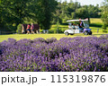Lavender field in the summer garden. High quality photo 115319876