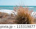 Yellow grass on the beach in Spain. White waves on the azure background of the sea. High quality photo 115319877