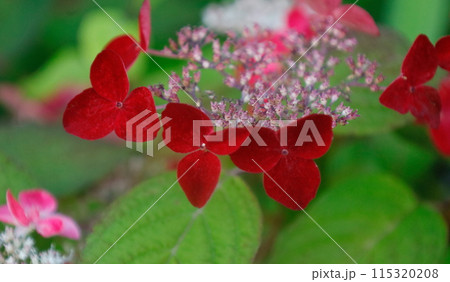 濃い紅色に変化するクレナイという紫陽花 115320208