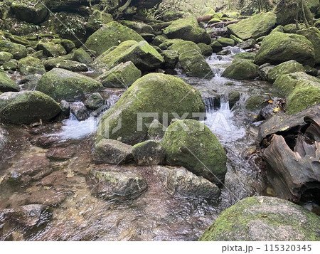 白谷雲水峡の森(屋久島) 白谷雲水峡の森(屋久島) 115320345