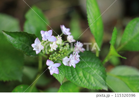 紫陽花 紫陽花 115320396
