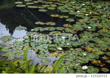 山形 鶴舞園 水辺の夏景色 115320725