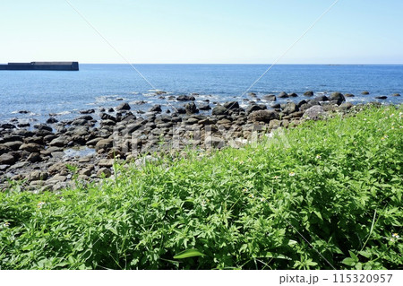 緑と青の海岸 115320957