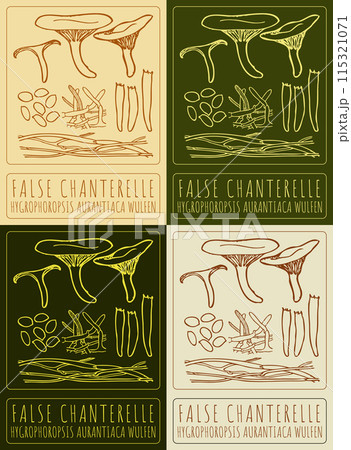 Set of vector drawing FALSE CHANTERELLE in various colors. Hand drawn illustration. The Latin name is HYGROPHOROPSIS AURANTIACA WULFEN. 115321071
