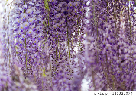 Blooming Wisteria Sinensis with scented classic purple flowersin full bloom in hanging racemes closeup. Garden with wisteria in spring 115321074