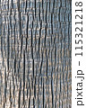 Textured bark on a tree trunk. High quality photo 115321218