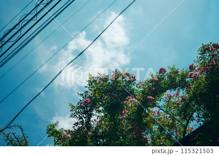 空に伸びるサルスベリ 空に伸びるサルスベリ 115321503