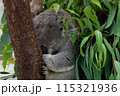 コアラ爆睡中　平川動物園 115321936