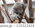 コアラ睡眠中　平川動物園 115322424