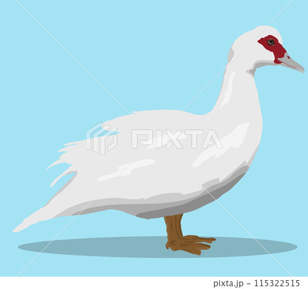 Muscovy duck isolated on cyan background vector illustration. Domestic bird stays on feets with Muscovy duck isolated on cyan background vector illustration. Domestic bird stays on feets with 115322515