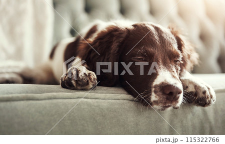 Sleepy, dog and sofa with relax in living room for nap with cozy, resting and tired in house. Pet, exhausted and fatigue from playing or waiting on couch with English Springer Spaniel in home. Sleepy, dog and sofa with relax in living room for nap with cozy, resting and tired in house. Pet, exhausted and fatigue from playing or waiting on couch with English Springer Spaniel in home. 115322766