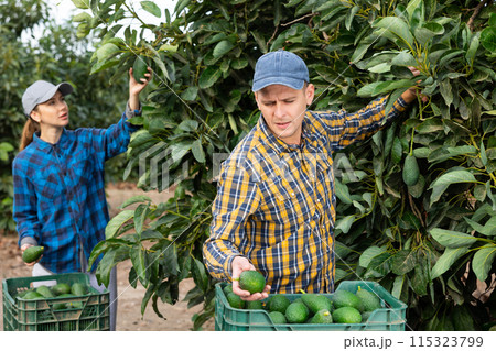 Smiling farmers picking avocados in fruit farm 115323799