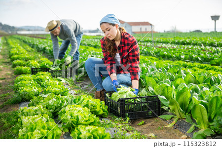 Young female farmer gathering crop of green lettuce 115323812