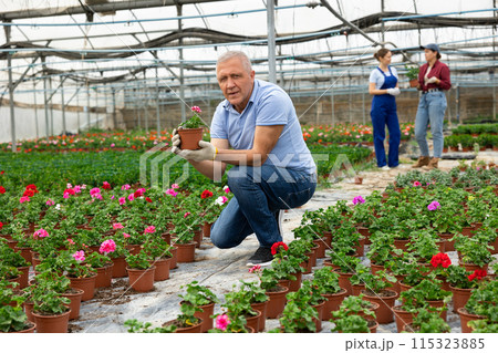 Old man worker sitting down holding a pot of geranium flower in greenhouse 115323885