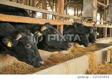 肉牛の牛舎 115323933