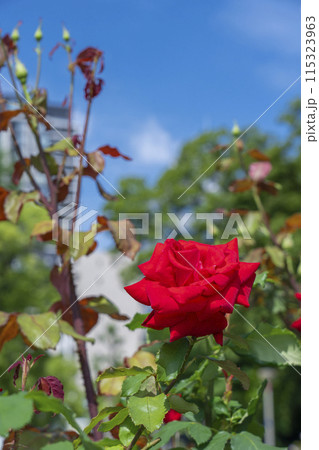 靱公園に咲く真っ赤な薔薇の花 115323963