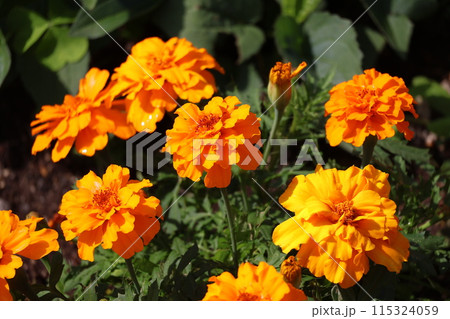 緑の葉とオレンジ色の花びらのコウオウソウ(マリーゴールド)の花が満開に咲く花壇の風景 緑の葉とオレンジ色の花びらのコウオウソウ(マリーゴールド)の花が満開に咲く花壇の風景 115324059