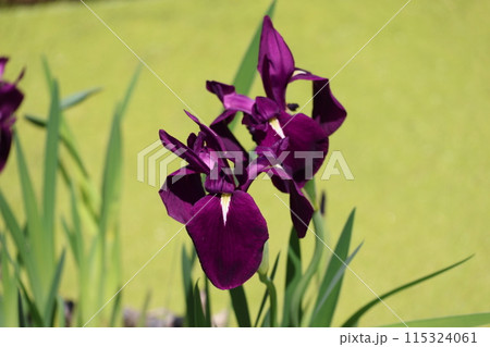 濃い紫色の花びらのわたり舟という名の燕子花の花をアップで撮影した風景 濃い紫色の花びらのわたり舟という名の燕子花の花をアップで撮影した風景 115324061